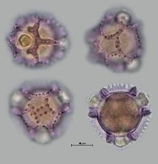 hydrated pollen