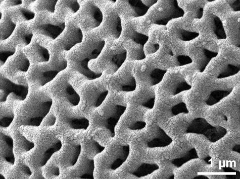 exine surface