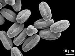 dry pollen grains