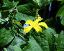 flower(s)