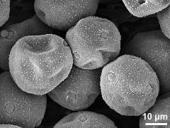 dry pollen grains