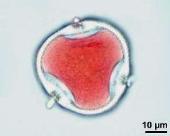 pollen grain with generative cell and vegetative nucleus