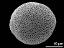 proximal polar view
