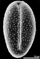 dry pollen grain in equatorial view