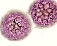 hydrated pollen