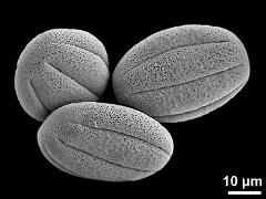 dry pollen grains