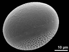 distal polar view