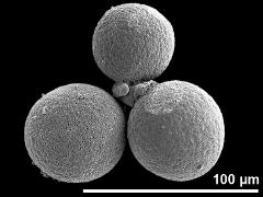 hydrated pollen grains