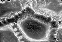 exine surface of dry pollen grain