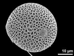 hydrated pollen grain