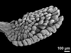 pollinium