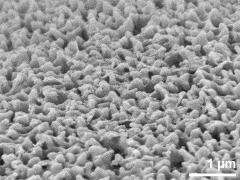 exine surface