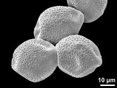 dry pollen grains