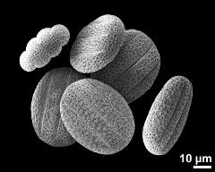 dry pollen grains