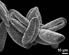 dry pollen grains