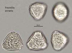 hydrated pollen