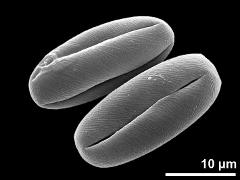 dry pollen grains