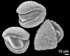 dry pollen grains