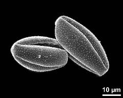 dry pollen grains