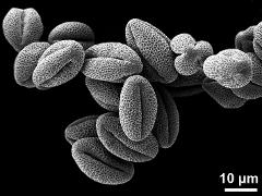 dry pollen grains