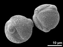 hydrated pollen grains