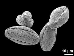 dry pollen grains