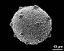 hydrated pollen grain