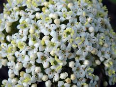 flowers of Viburnum lantana