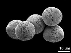 hydrated pollen grains