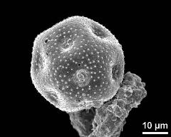 dry pollen grain