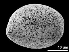 polar proximal view