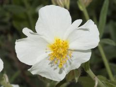 flower of Helianthemum apenninum