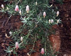 flowers of Ebenus cretica