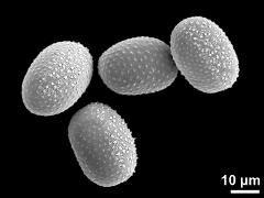 hydrated pollen grains