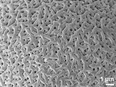 exine surface