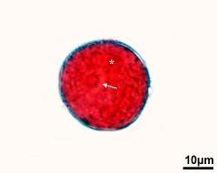 pollen grain with vegetative nucleus (asterisk) and generative cell (arrow)