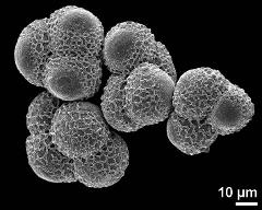 hydrated tetrads