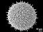 hydrated pollen grain