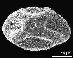 dry pollen grain in equatorial view