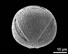 hydrated pollen grain