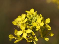 flower(s)