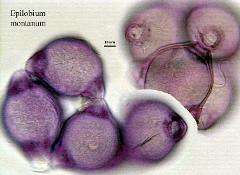 hydrated pollen