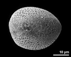 hydrated pollen grain