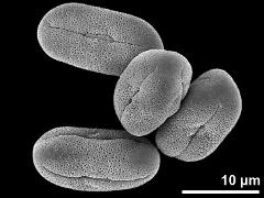 dry pollen grains