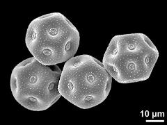 dry pollen grains