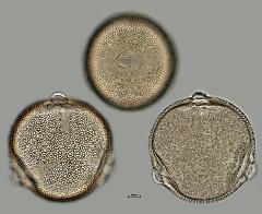 hydrated pollen