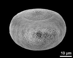 hydrated pollen grain