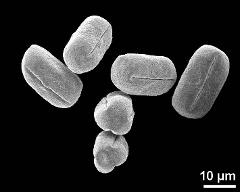 dry pollen grains