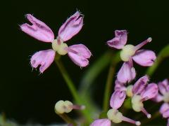 flower(s)