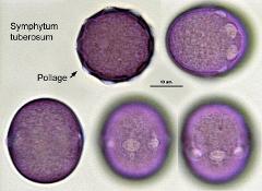 hydrated pollen